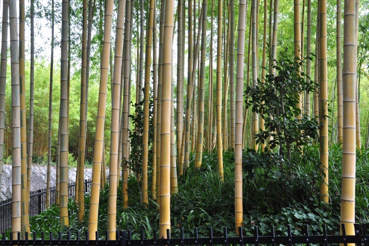 SAFLAX Garden in the bag - Moso Riesenbambus - Phyllostachys pubescens - 20 Samen - Mit Anzuchtsubstrat im praktischen, selbst aufstellenden Beutel