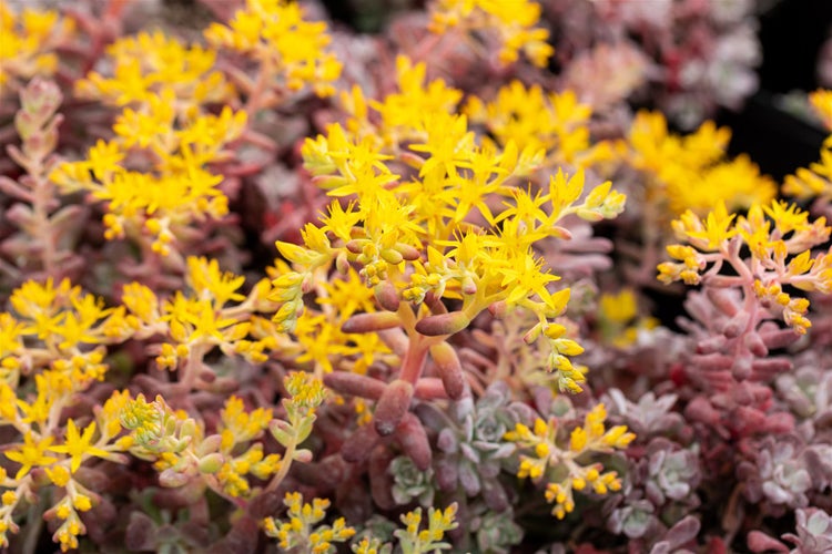 Sedum spathulifolium 'Purpureum', Purpur-Fetthenne, ca. 9x9 cm Topf