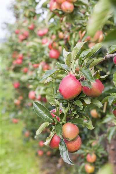 Ein Apfelbaum mit reifen Äpfeln in einer hellen Obstplantage.