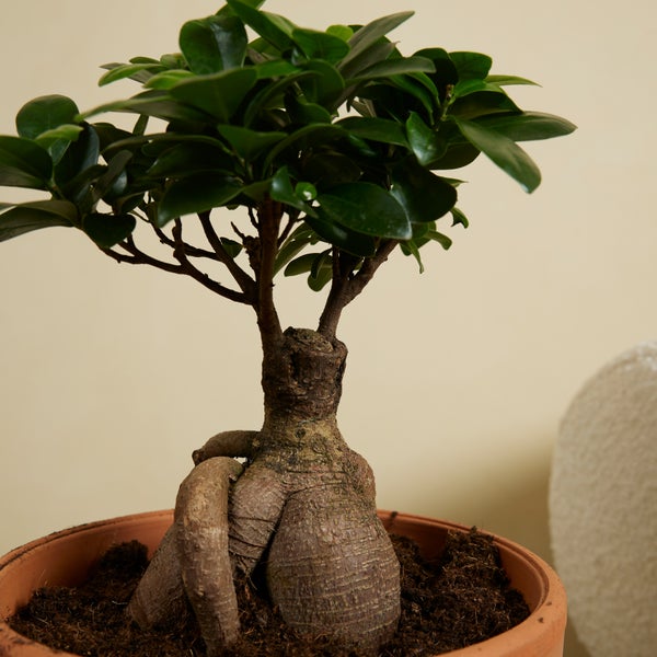 Bloomique - 2er Set - Ficus Ginseng - Bonsai Baum - Zimmerpflanzen - Pflegeleicht - Luftreinigend - Höhe 30-40 cm - Topf 17 cm
