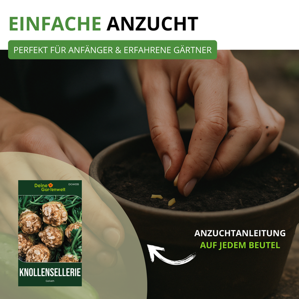 Anzucht von Knollensellerie in einem Topf mit einer Tüte Knollenselleriesamen