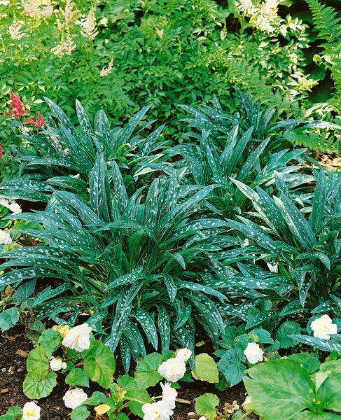 Pulmonaria longifolia, Lungenkraut, silbrig gefleckt, ca. 9x9 cm Topf