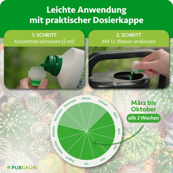 Infografik zur Anwendung von Flüssigdünger: 5 Milliliter mit 1 Liter Wasser mischen. Von März bis Oktober alle zwei Wochen. Purgrün Logo.