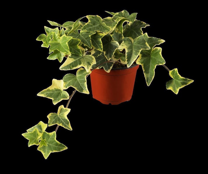 Hedera helix 'Goldchild', Efeu, gelb-grün, ca. 9x9 cm Topf