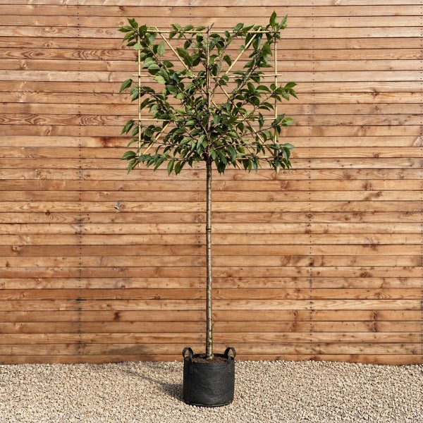 Kletterbaum als Spalierform in einem Pflanzgefäß vor einer Holzwand
