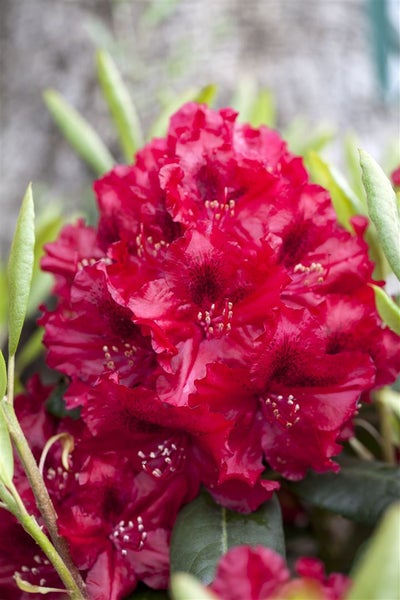 Rhododendron Hybr. 'Erato', Rhododendron, 40–50 cm, rot