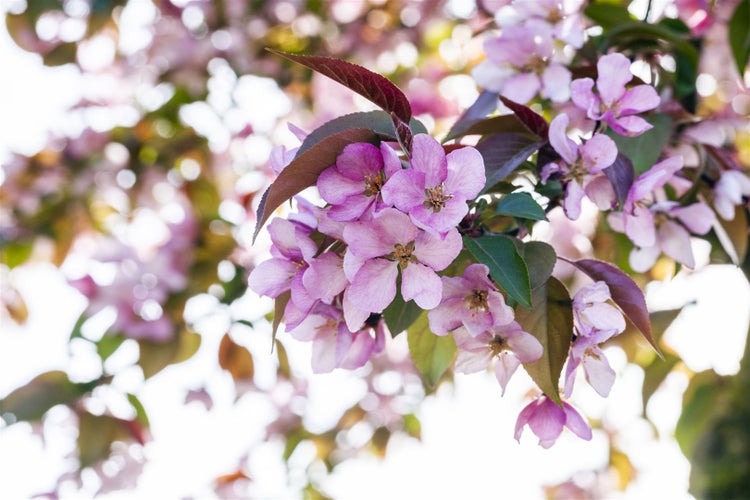 Blühender Zierapfelbaumzweig mit zahlreichen Blüten im Frühling.