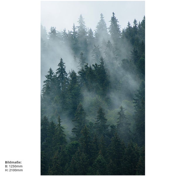 Nebelverhangener Wald mit Nadelbäumen