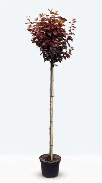 Blutpflaume Prunus cerasifera Nigra als Hochstamm im Pflanztopf mit Stützstab aus Bambus.