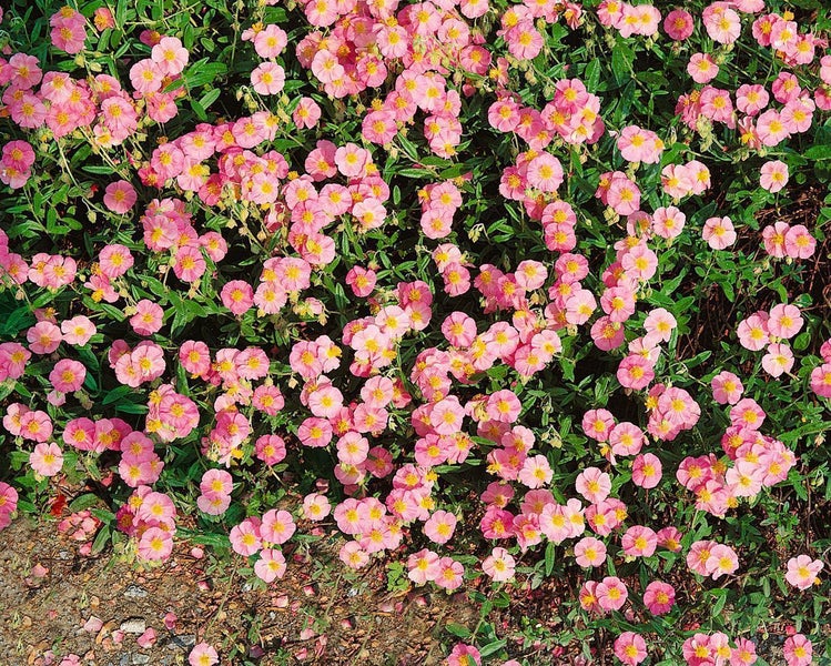 Blumenbeet mit sonnenröschenartigen Blumen