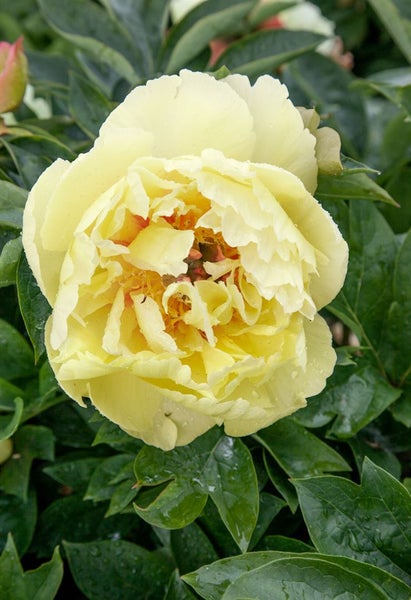 Paeonia 'Garden Treasure', Pfingstrose, gelb, 5-7,5 Liter Container