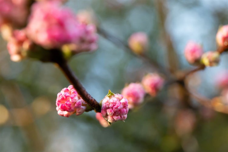 Viburnum bodnantense 'Charles Lamont', Duftschneeball, rosa, 40–60 cm