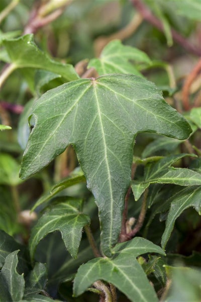 Hedera helix 'Green Ripple', Efeu, grün, ca. 9x9 cm Topf