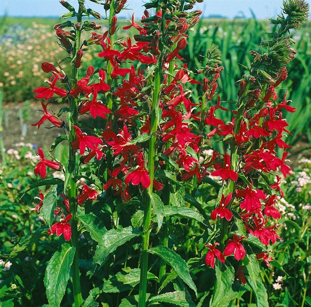 Lobelia cardinalis, Kardinalslobelie, leuchtend rot, ca. 9x9 cm Topf