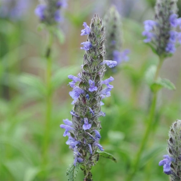 Nahaufnahme einer blühenden Katzenminze mit kleinen blauen Blüten und grünen Blättern.