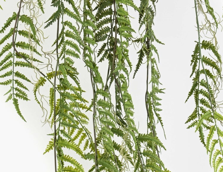 Nahaufnahme eines grünen Blattes der Geigenfeige Ficus lyrata.