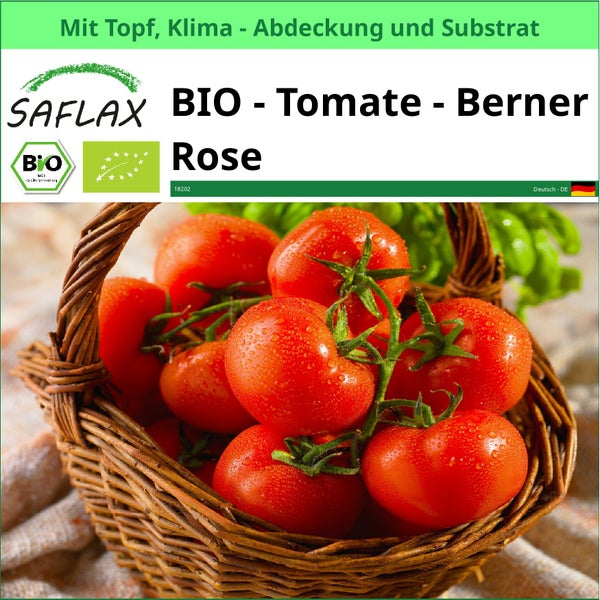 Berner Rose Bio Tomaten im Korb