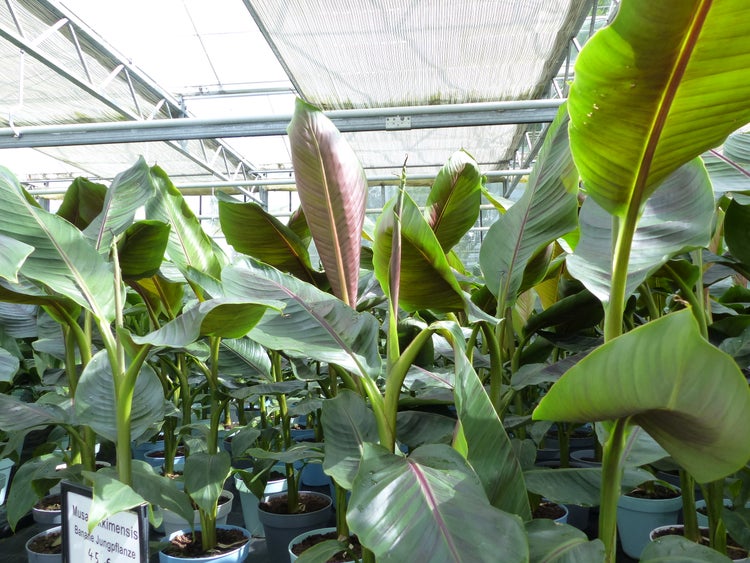 Bananenstaude Banane Musa Sikkimensis Red Tiger Banane 110 - 130 cm  winterhart Staude