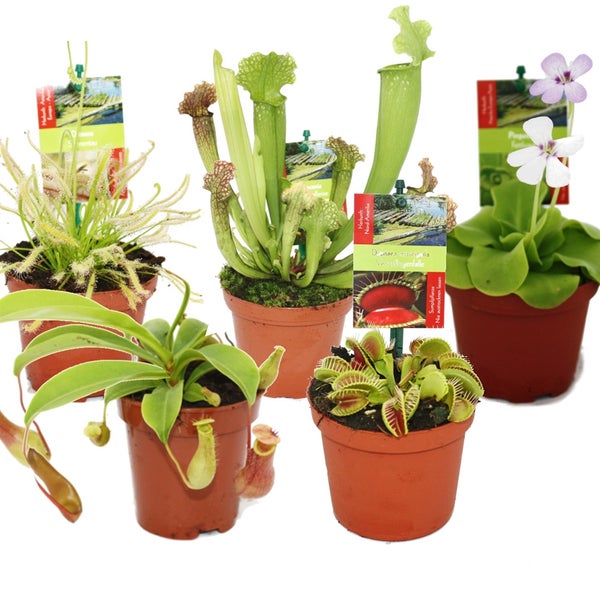 Starter Set Fleischfressende Pflanzen - 5 Pflanzen