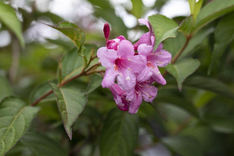 Weigela florida 'Picobella Rosa', Weigelie, rosa Blüten, 40–60 cm