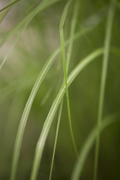 Miscanthus sinensis 'Gracillimus', Chinaschilf, ca. 11x11 cm Topf