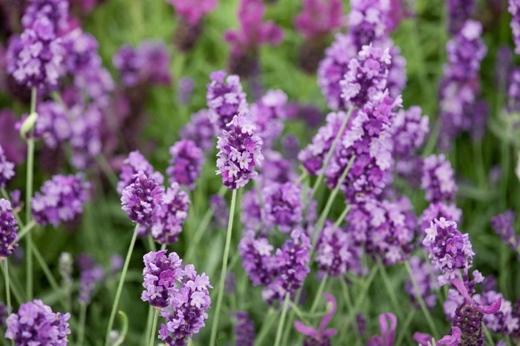 Lavandula angustifolia 'Peter Pan', Lavendel, kompakt, ca. 9x9 cm Topf