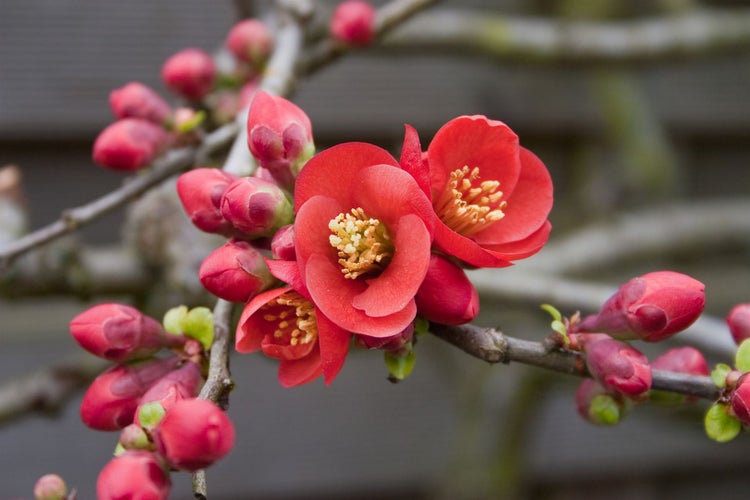 Nahaufnahme von Zierquittenblüten und Knospen auf einem Ast