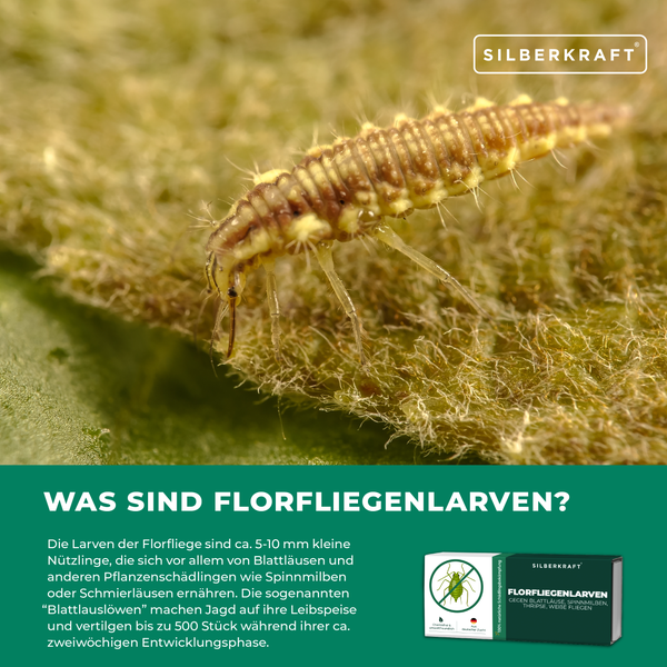 Florfliegenlarven gegen Blattläuse, Spinnmilben, Thripse, weiße Fliegen 1 Packung