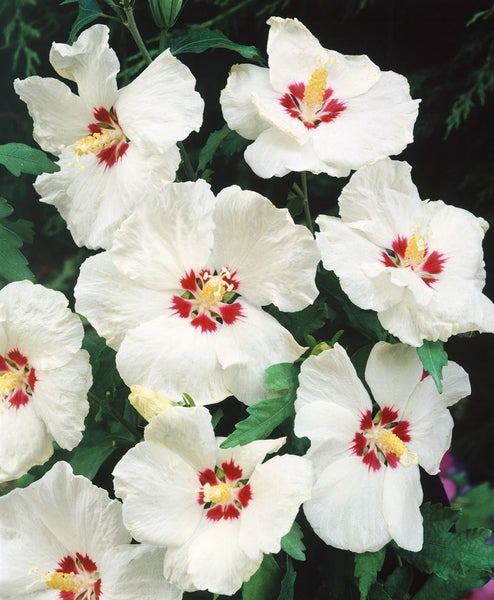 Nahaufnahme von weißem Hibiskus mit rotem Zentrum.
