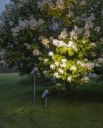Gartenbeleuchtung mit zwei Strahlern unter einem blühenden Baum
