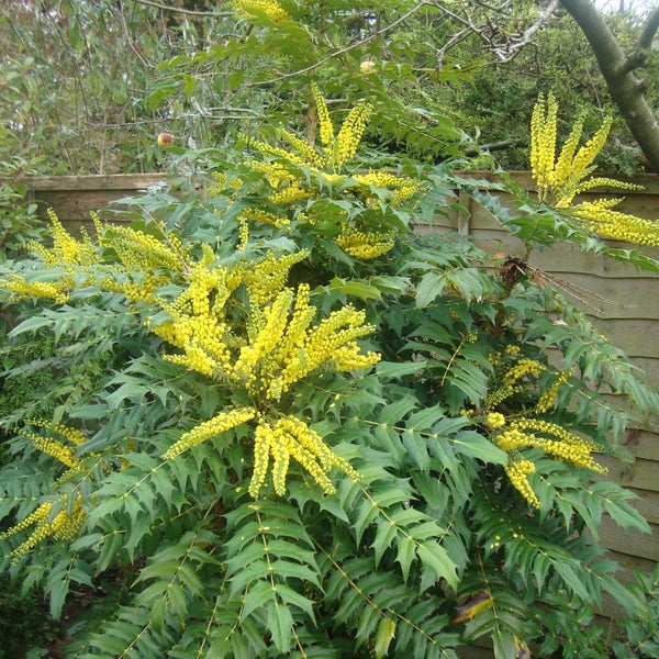Blühende Mahonie im Garten