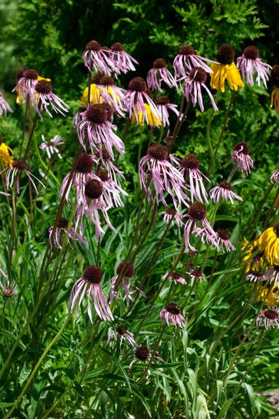 Gruppe von blühenden Sonnenhüten im Garten