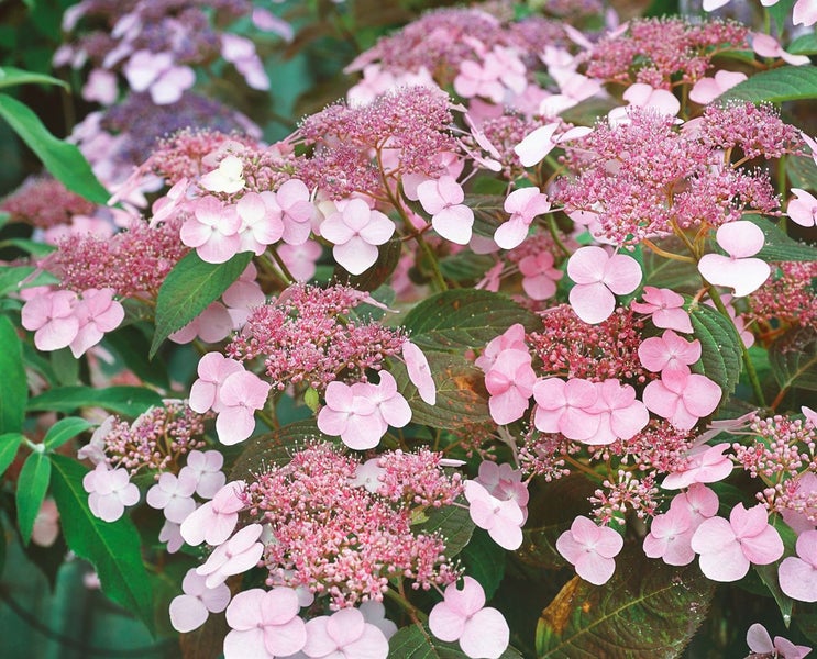 Hydrangea serrata 'Oamacha', Japanische Hortensie, 40–60 cm, rosa Blüten