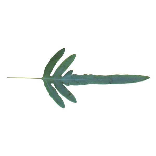Goldtüpfel-Farn Blue Star, Phlebodium aureum, 17cm