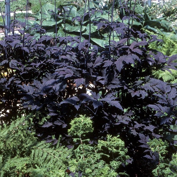 Gartenansicht mit einer Gruppe Purpurkerzenknabenkräuter