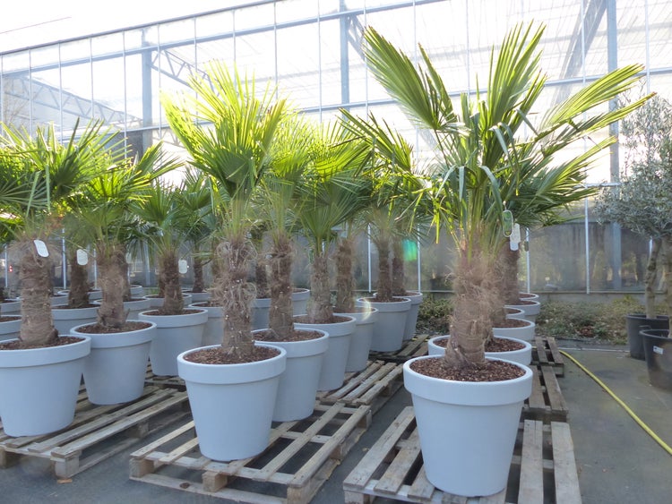 XXL Palme winterhart inkl. Pflanzkübel, 180 - 210 cm Trachycarpus fortunei, Hanfpalme, Top-Qualität