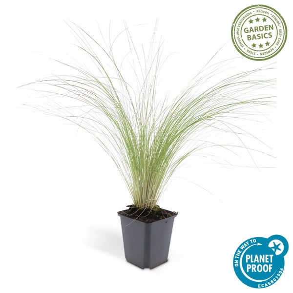 Ziergras - Mexikanisches Federgras - Stipa tenuissima 'Ponytails' - 9cm Topf - Set mit 60 Pflanzen