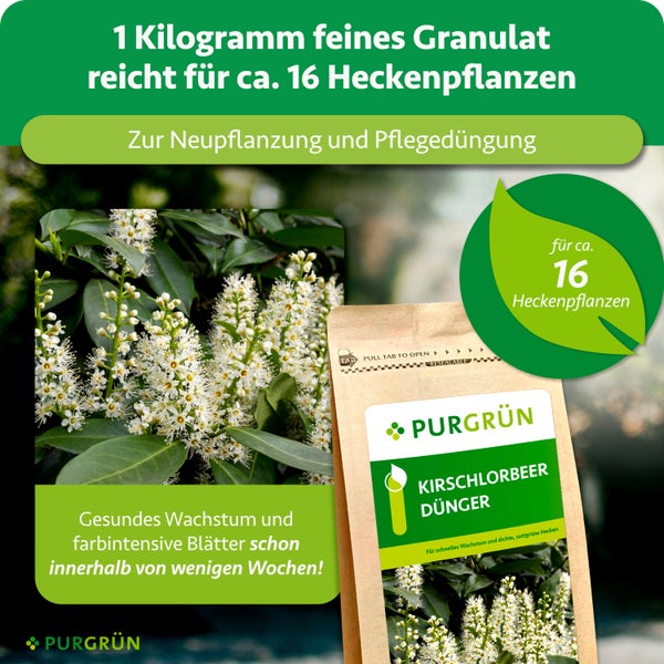 Purgrün Kirschlorbeer Dünger für circa 16 Heckenpflanzen, 1 Kilogramm feines Granulat zur Neupflanzung und Pflegedüngung.