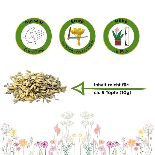 Katzengras Mischung Samen von Deine Gartenwelt