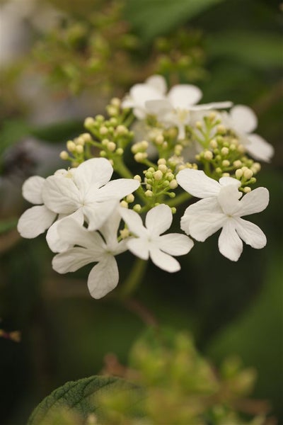 Viburnum plicatum 'Watanabe', Japanischer Schneeball, weiß, 40–60 cm