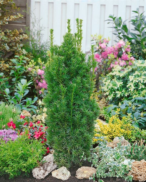 Taxus media 'Stricta Viridis', Säuleneibe, immergrün, 100–125 cm