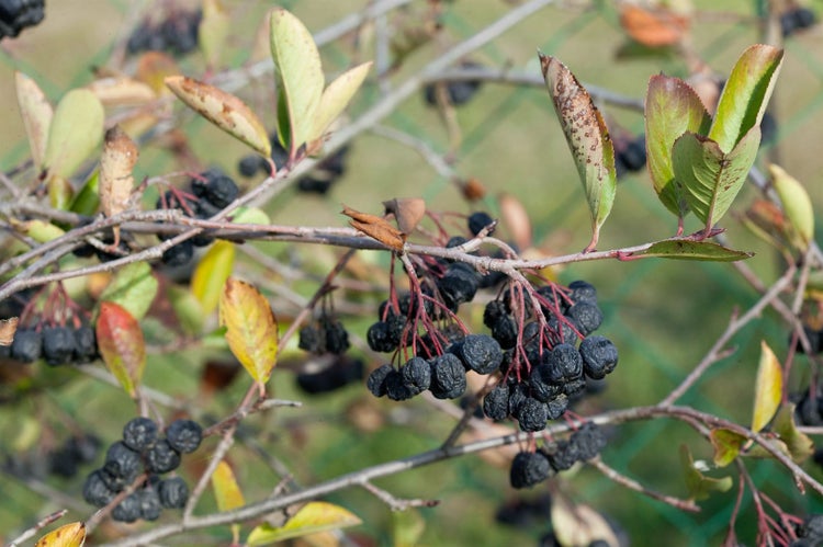 Aronia prunifolia 'Nero', Apfelbeere, schwarz, 40–60 cm