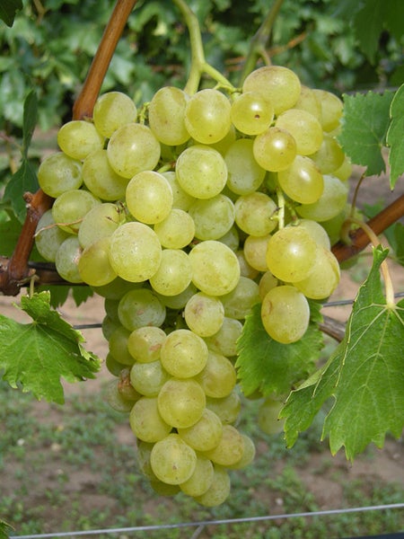 Eine große Traube mit hellen Weintrauben hängt an einem Rebstock im Weinberg.