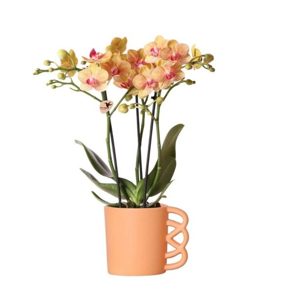 Übertopf Happy Mug - glücklicher Kaffebecher - fröhliche Keramik passend für 9cm Töpfe - orange