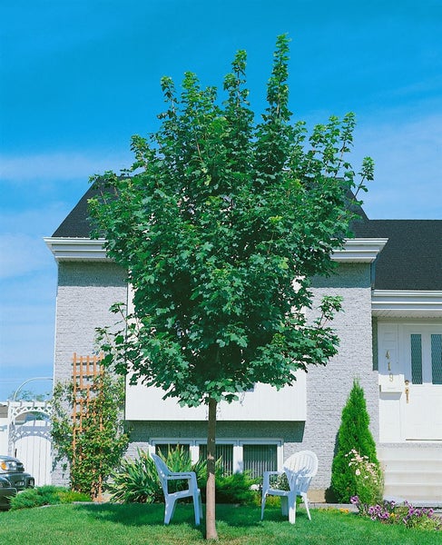 Ein prächtiger Feldahorn Baum steht als Solitärgehölz vor einem modernen Einfamilienhaus mit Garten im Sommer.