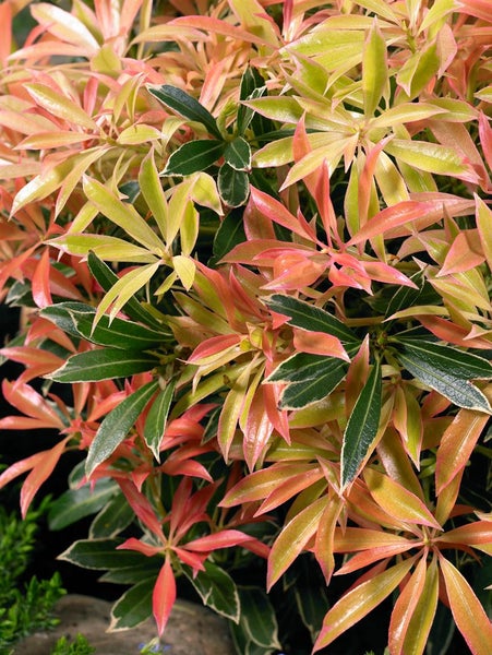 Pieris japonica 'Flaming Silver', Japanische Lavendelheide, 20–25 cm