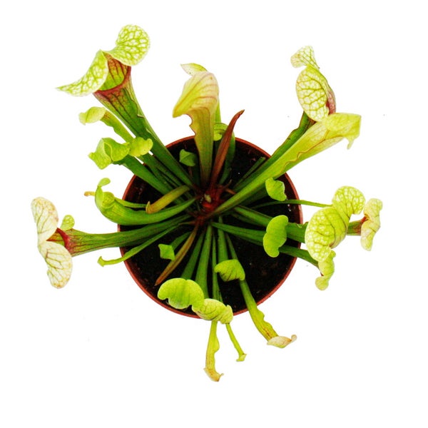 Schlauchpflanze - Sarracenia Eva - Fleischfressende Pflanze - 9cm Topf
