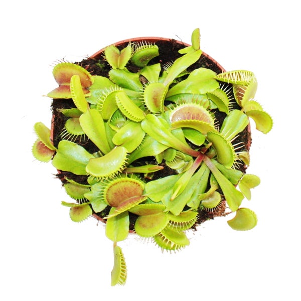 Venusfliegenfalle - Dionaea muscipula -12cm Topf