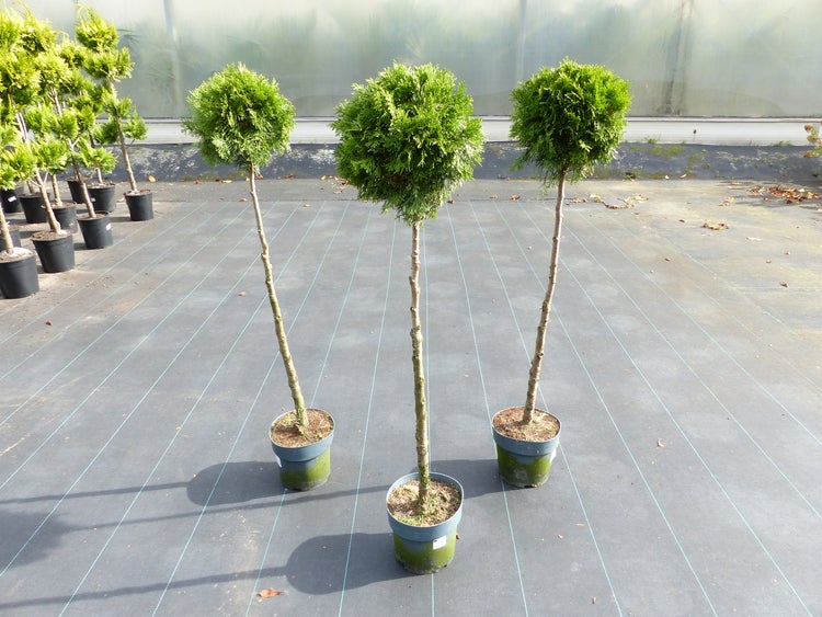 Drei Thuja Lebensbäume als Hochstamm mit kugelförmiger Krone in Pflanzkübeln auf einer Baumschule-Fläche.