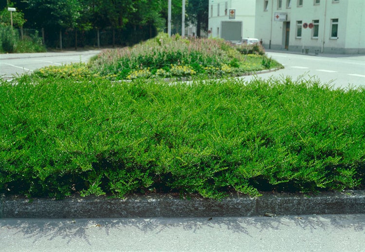 Grüne Hecke am Straßenrand